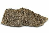 Fossil Freshwater Snails (Elimia) In Limestone - Wyoming #325730-1